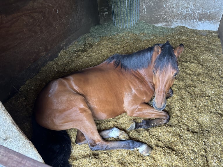 Pura sangre inglés Caballo castrado 5 años 167 cm Castaño in Iffezheim