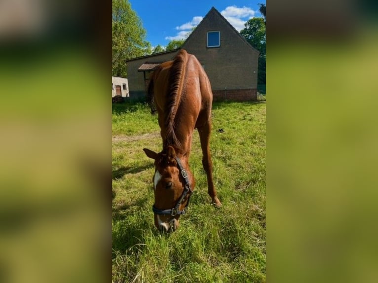 Pura sangre inglés Caballo castrado 5 años 168 cm Alazán in Wendemark