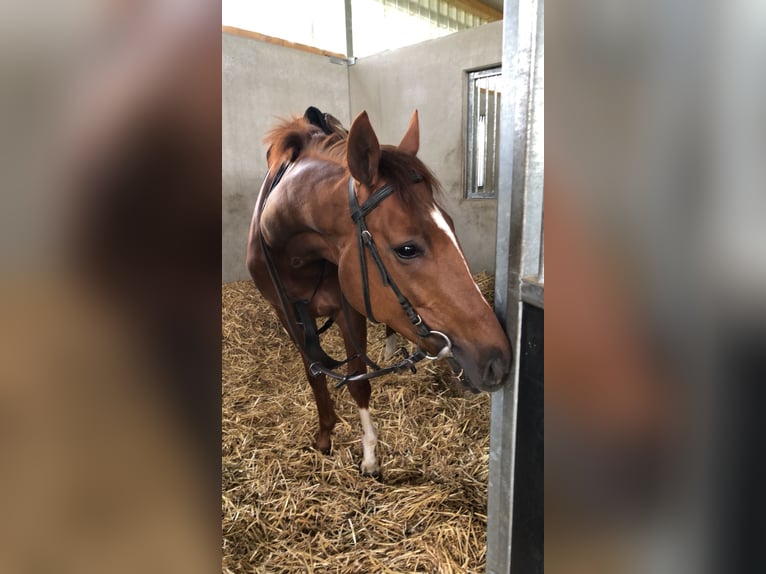 Pura sangre inglés Caballo castrado 5 años 168 cm in Bedburg