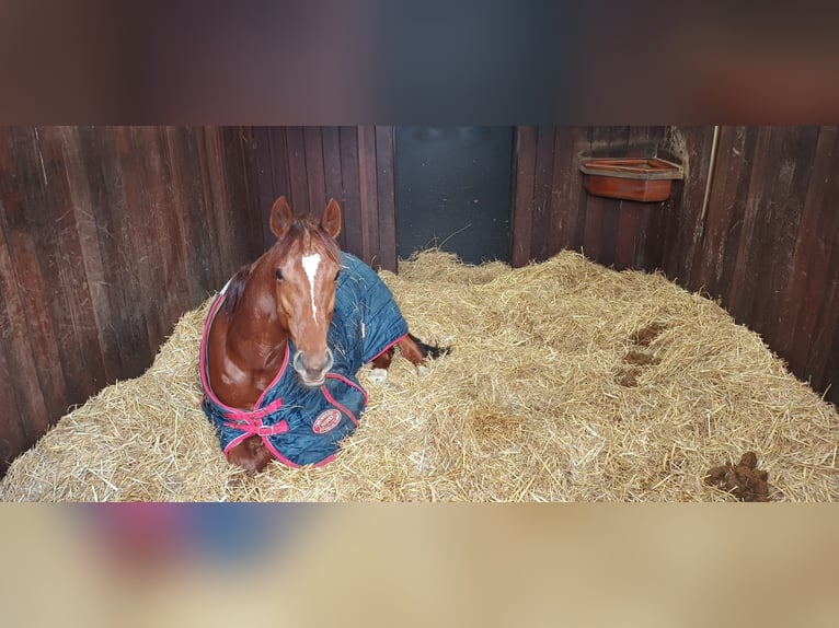 Pura sangre inglés Caballo castrado 5 años 168 cm in Bedburg