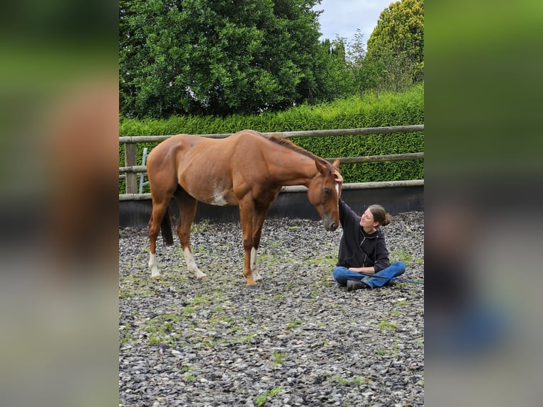 Pura sangre inglés Caballo castrado 5 años 168 cm in Bedburg