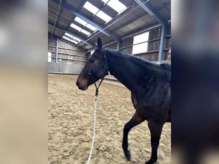 Pura sangre inglés Caballo castrado 5 años 168 cm Castaño in Neuss