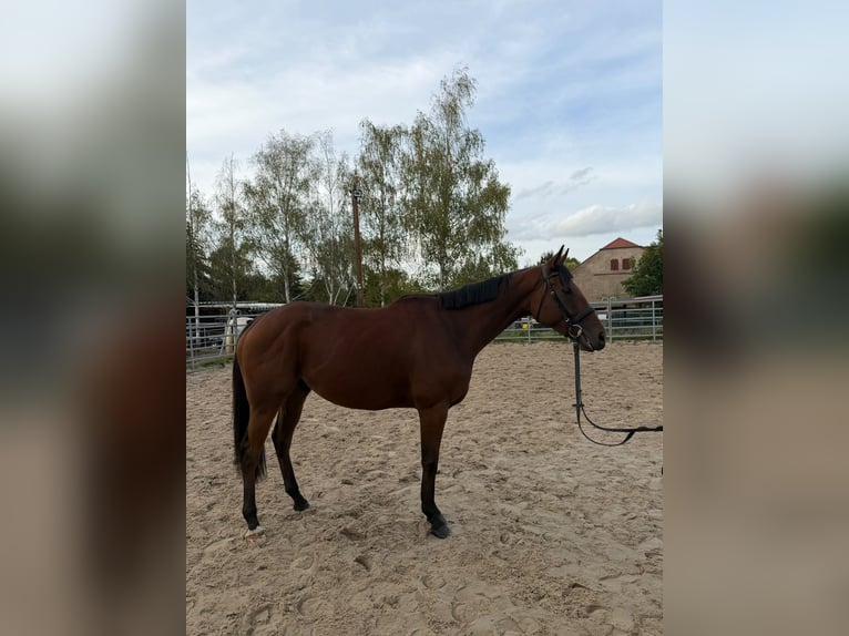 Pura sangre inglés Caballo castrado 5 años 168 cm Castaño in Wilsdruff