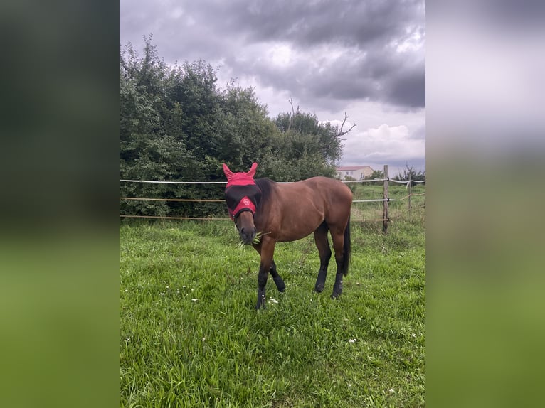 Pura sangre inglés Caballo castrado 5 años 168 cm Castaño in Mainz