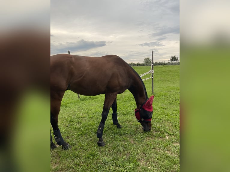 Pura sangre inglés Caballo castrado 5 años 168 cm Castaño in Mainz