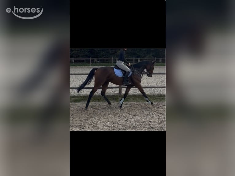 Pura sangre inglés Caballo castrado 5 años 168 cm Castaño in Erftstadt
