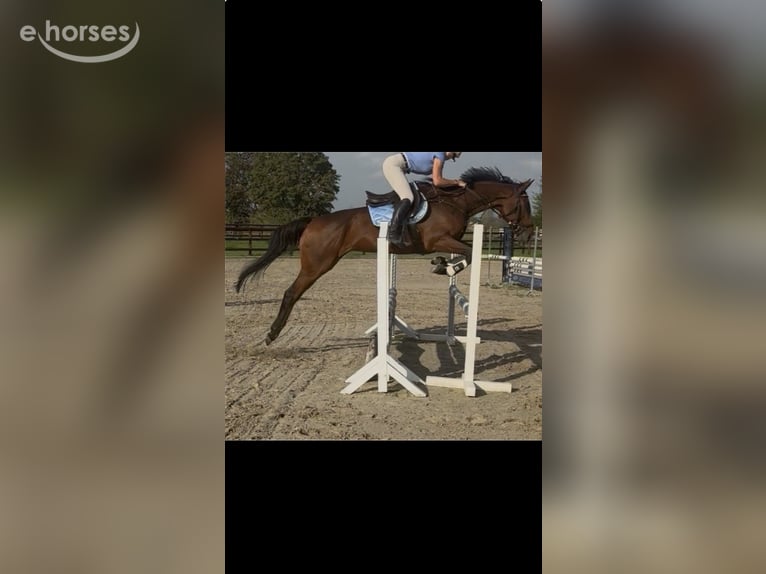 Pura sangre inglés Caballo castrado 5 años 168 cm Castaño in Erftstadt