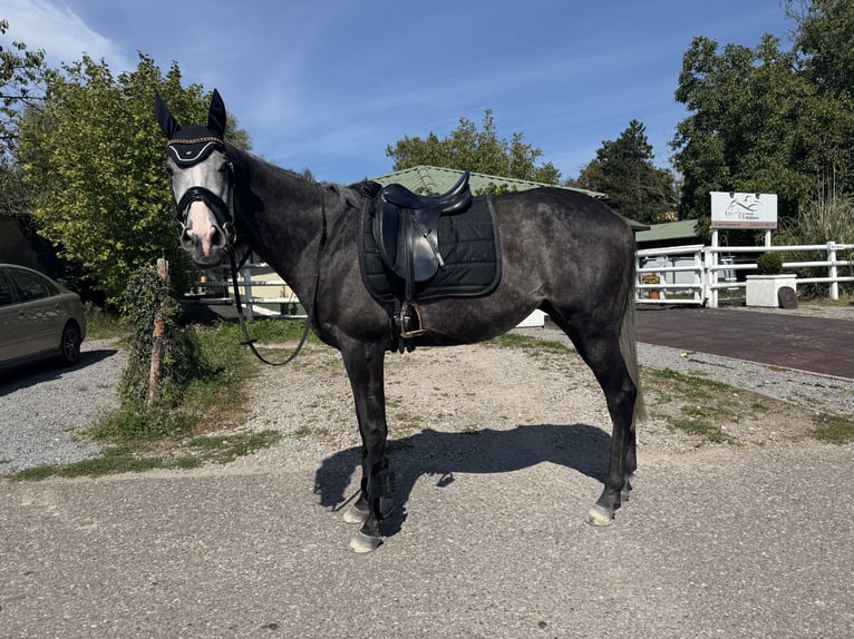 Pura sangre inglés Caballo castrado 5 años 169 cm Tordo rodado in Iffezheim