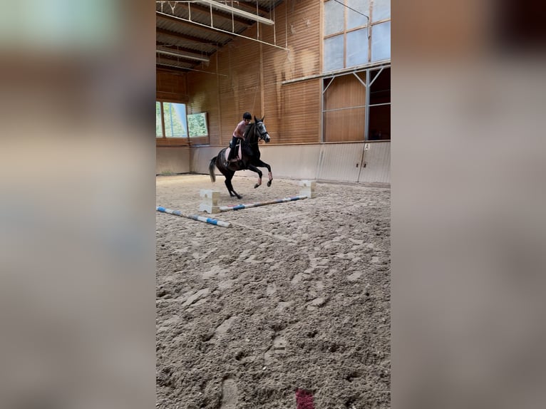 Pura sangre inglés Caballo castrado 5 años 169 cm Tordo rodado in Iffezheim