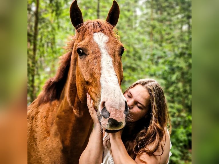 Pura sangre inglés Caballo castrado 5 años 170 cm Alazán in Tubbergen