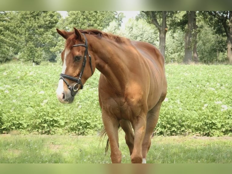 Pura sangre inglés Caballo castrado 5 años 170 cm Alazán in Tubbergen