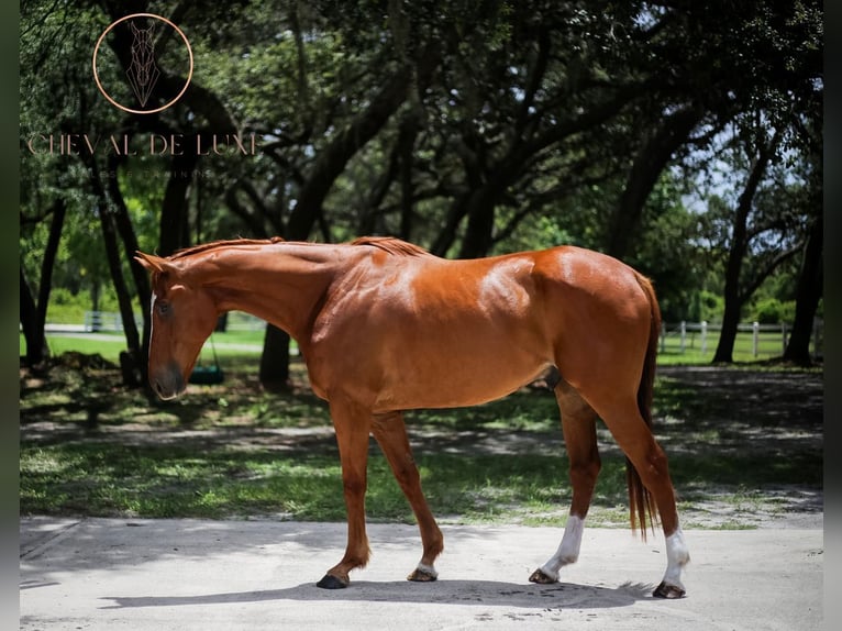 Pura sangre inglés Caballo castrado 5 años 173 cm Alazán-tostado in Oviedo