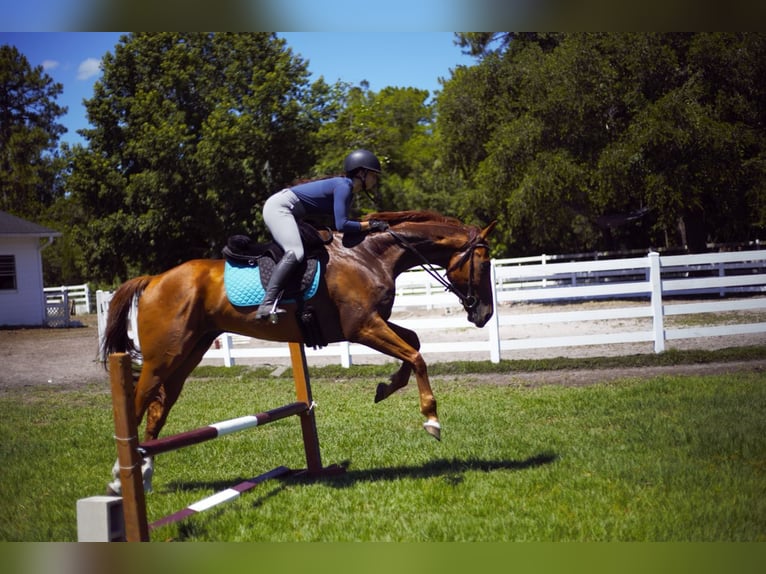 Pura sangre inglés Caballo castrado 5 años 173 cm Alazán-tostado in Oviedo