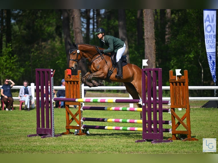 Pura sangre inglés Caballo castrado 5 años 173 cm Castaño oscuro in Brunete