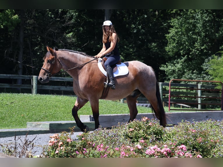 Pura sangre inglés Mestizo Caballo castrado 5 años 173 cm Castaño-ruano in Littlestown