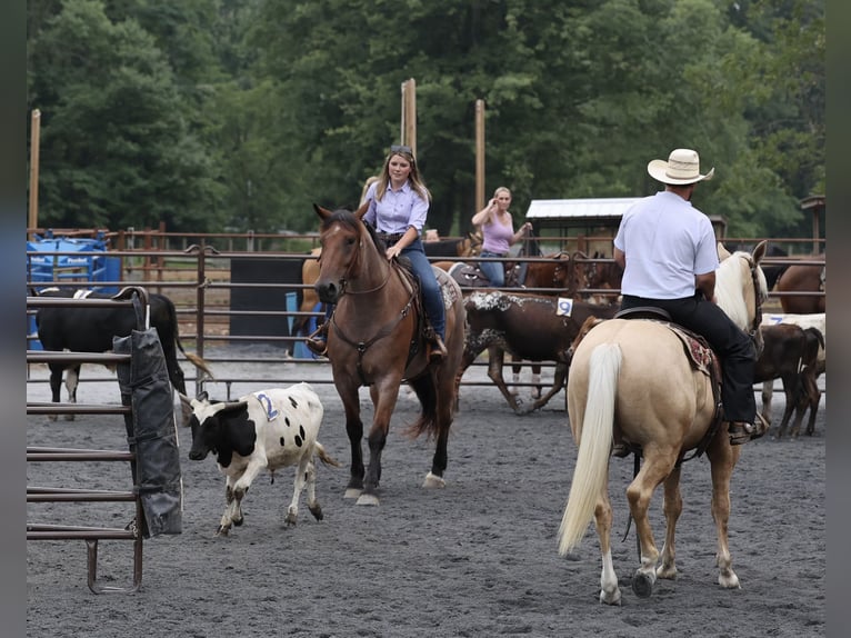 Pura sangre inglés Mestizo Caballo castrado 5 años 173 cm Castaño-ruano in Littlestown