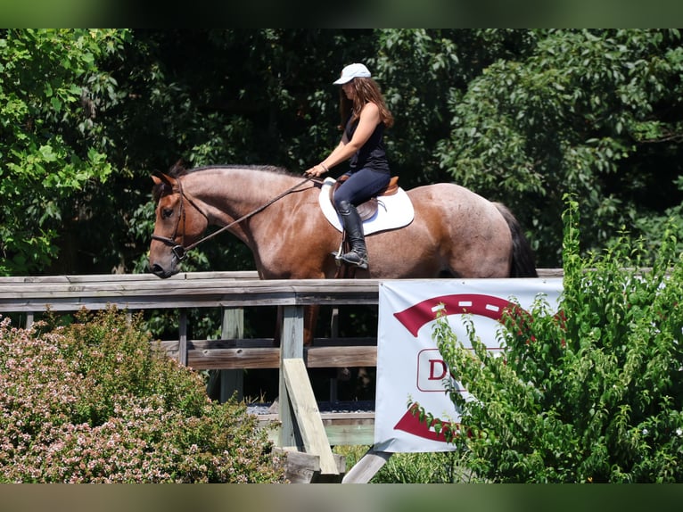 Pura sangre inglés Mestizo Caballo castrado 5 años 173 cm Castaño-ruano in Littlestown