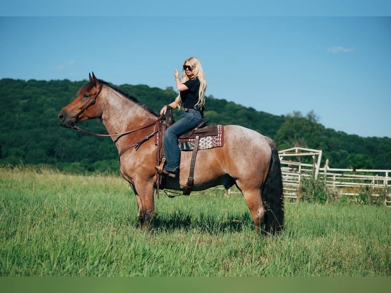 Pura sangre inglés Mestizo Caballo castrado 5 años 173 cm Castaño-ruano in Littlestown
