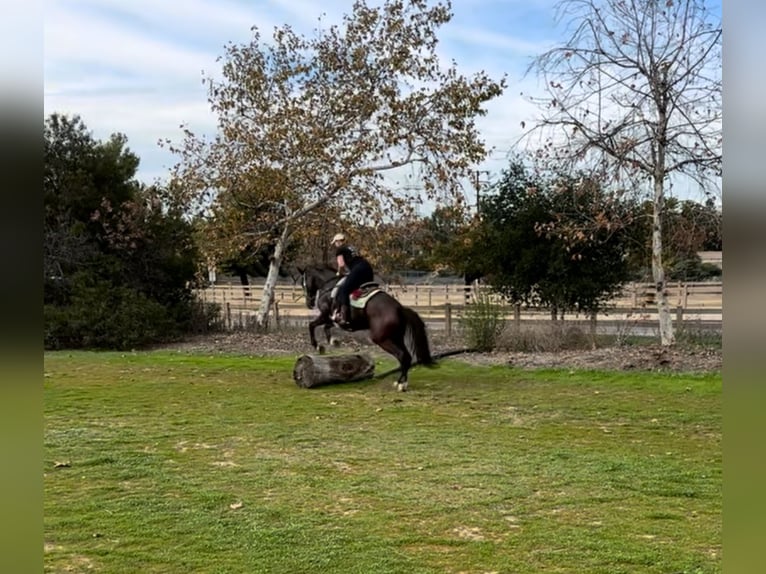 Pura sangre inglés Caballo castrado 5 años 183 cm Castaño rojizo in Burbank Ca