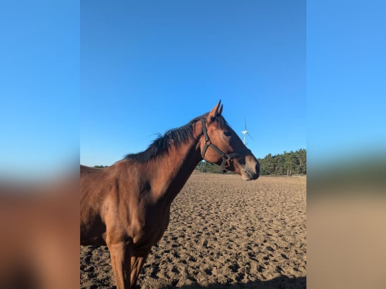 Pura sangre inglés Caballo castrado 5 años Castaño in New York