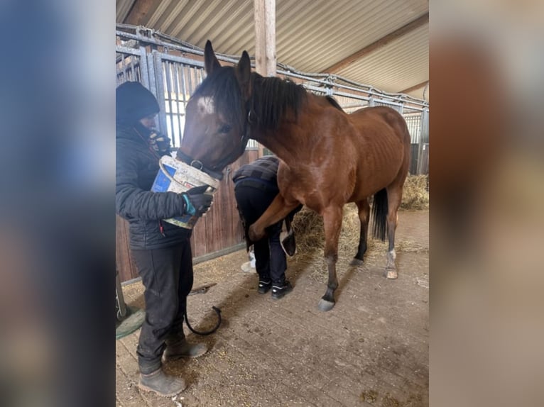 Pura sangre inglés Caballo castrado 5 años Castaño in New York