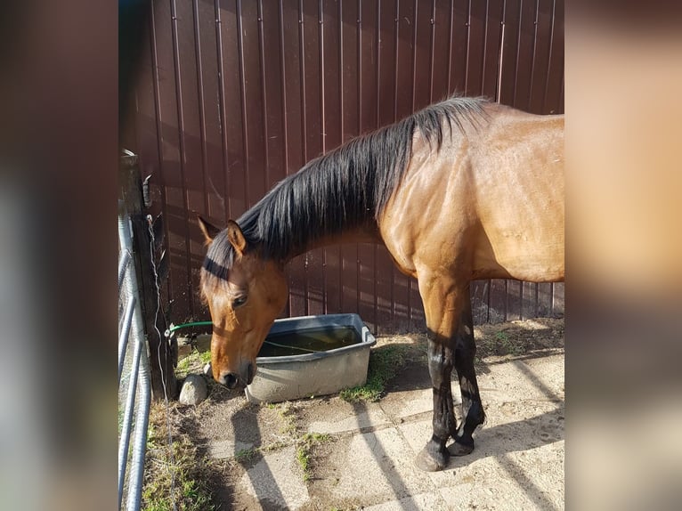 Pura sangre inglés Caballo castrado 6 años 159 cm Castaño oscuro in Gnarrenburg