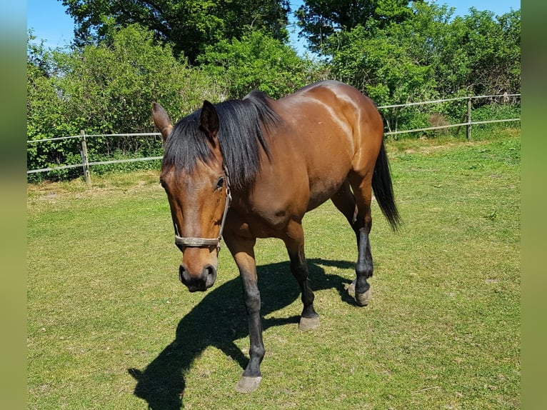 Pura sangre inglés Caballo castrado 6 años 159 cm Castaño oscuro in Gnarrenburg
