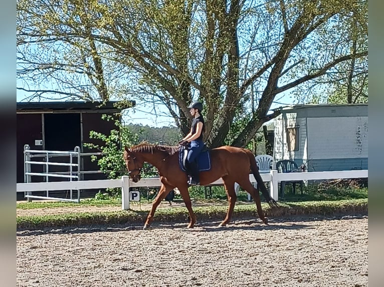 Pura sangre inglés Caballo castrado 6 años 160 cm Alazán in Berlin