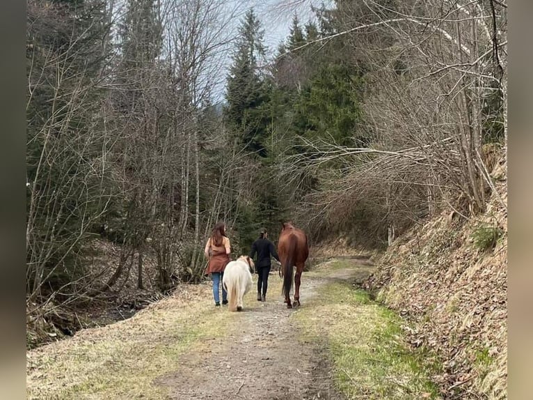Pura sangre inglés Caballo castrado 6 años 160 cm Alazán in Berlin