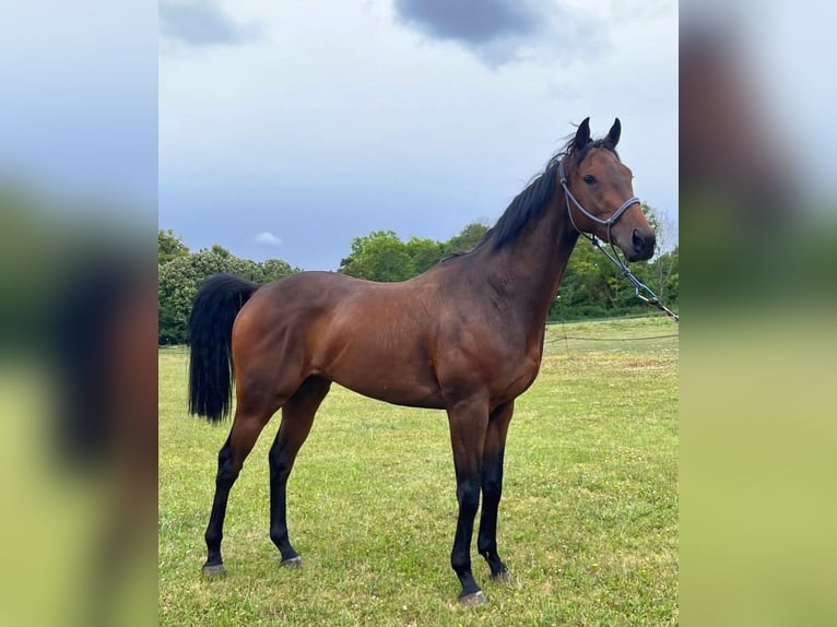 Pura sangre inglés Caballo castrado 6 años 160 cm in Aumont-en-Halatte