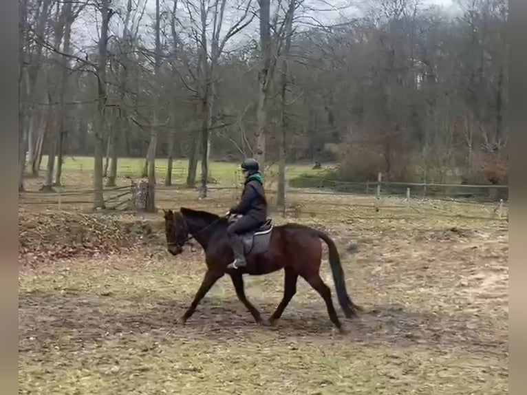 Pura sangre inglés Caballo castrado 6 años 160 cm in Aumont-en-Halatte