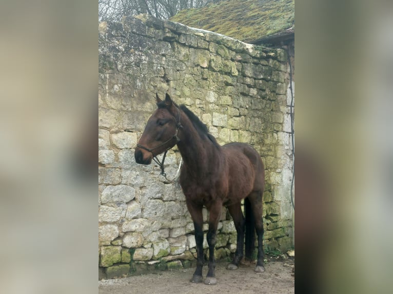 Pura sangre inglés Caballo castrado 6 años 160 cm in Aumont-en-Halatte