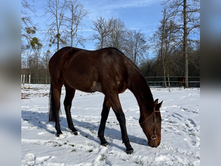 Pura sangre inglés Caballo castrado 6 años 160 cm in Aumont-en-Halatte