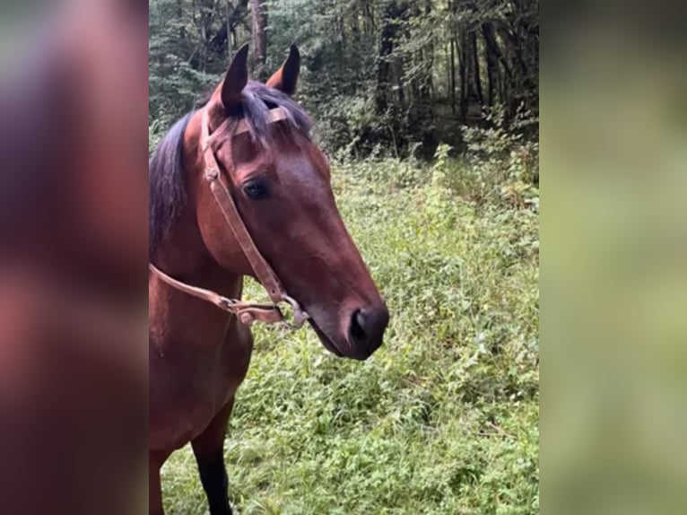 Pura sangre inglés Caballo castrado 6 años 160 cm in Aumont-en-Halatte