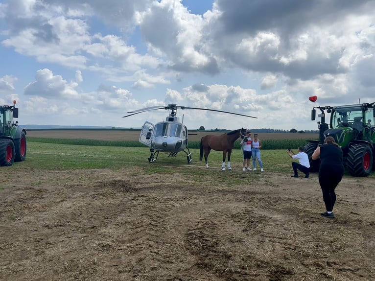 Pura sangre inglés Caballo castrado 6 años 160 cm Castaño in Bruchsal