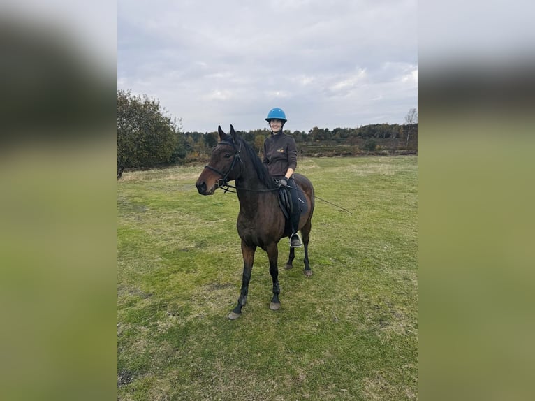 Pura sangre inglés Caballo castrado 6 años 160 cm Castaño in Cuxhaven