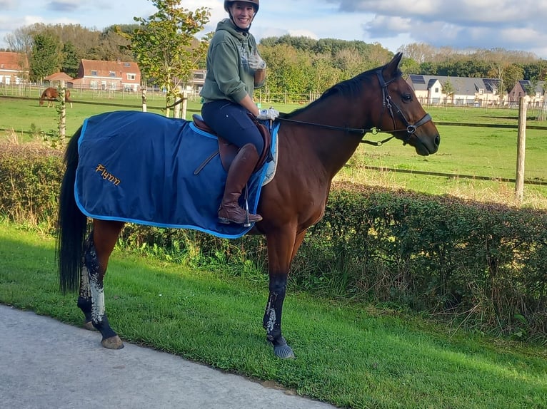 Pura sangre inglés Caballo castrado 6 años 160 cm Castaño in Ieper