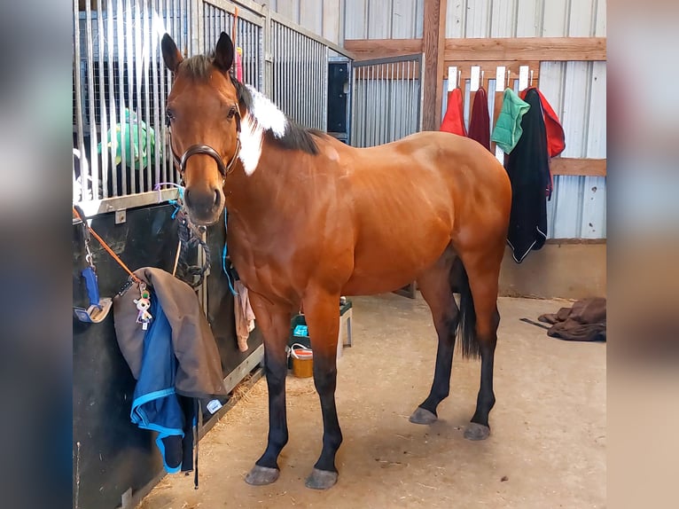 Pura sangre inglés Caballo castrado 6 años 160 cm Castaño in Ieper