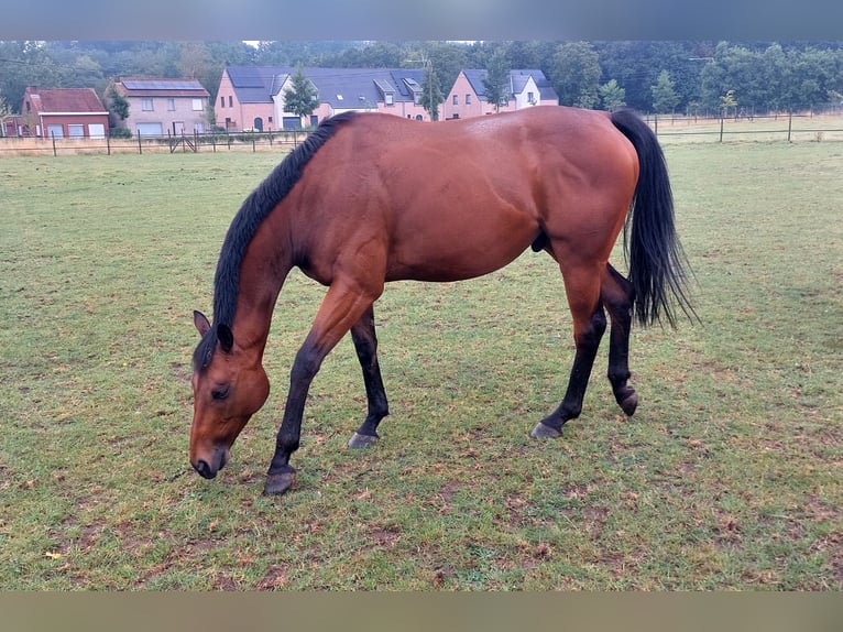 Pura sangre inglés Caballo castrado 6 años 160 cm Castaño in Ieper