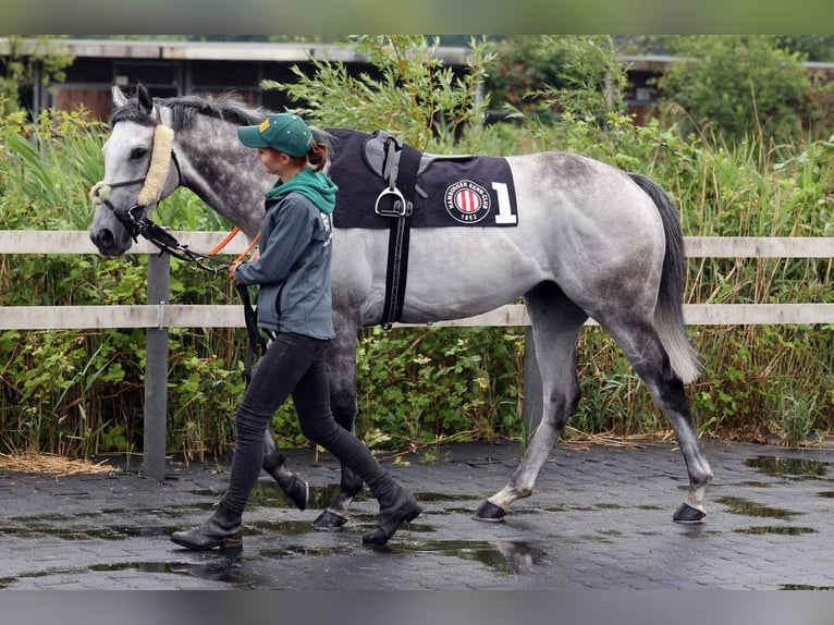 Pura sangre inglés Caballo castrado 6 años 160 cm Tordo in Bremen