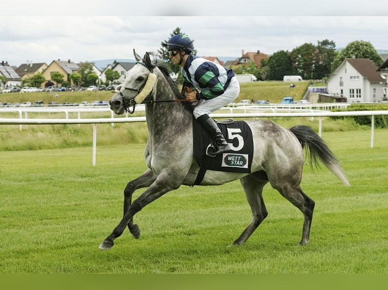 Pura sangre inglés Caballo castrado 6 años 160 cm Tordo in Bremen