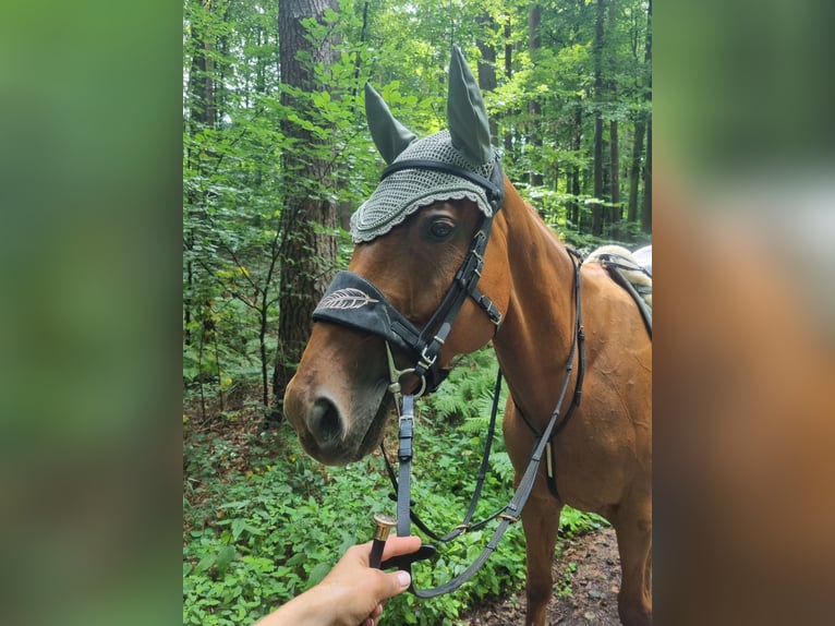 Pura sangre inglés Caballo castrado 6 años 163 cm Alazán in Korb