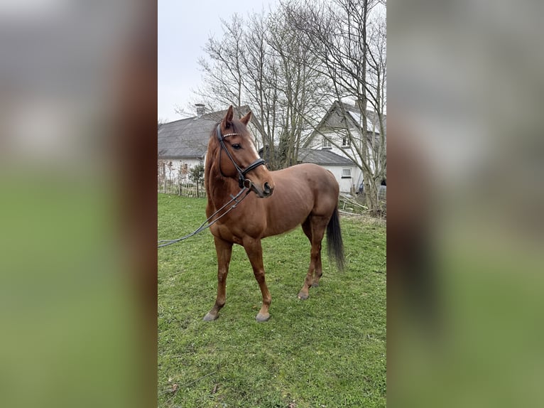 Pura sangre inglés Caballo castrado 6 años 163 cm Alazán-tostado in Fjerritslev