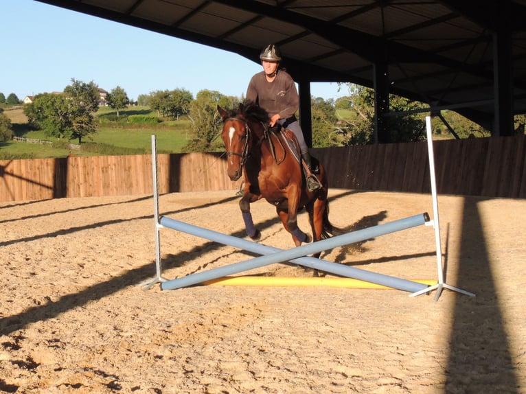 Pura sangre inglés Caballo castrado 6 años 163 cm in TRIVY