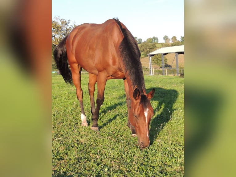 Pura sangre inglés Caballo castrado 6 años 163 cm in TRIVY