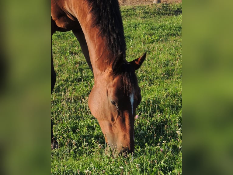 Pura sangre inglés Caballo castrado 6 años 163 cm in TRIVY