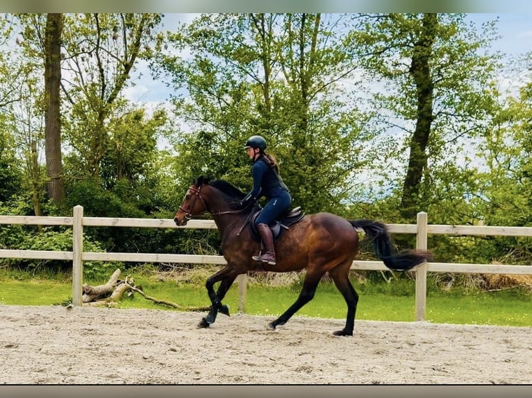 Pura sangre inglés Caballo castrado 6 años 163 cm Castaño in Wangerland