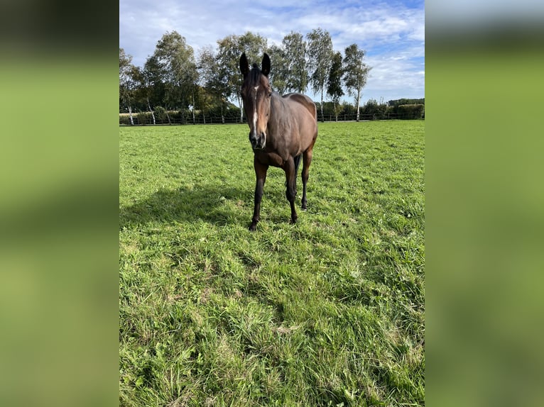 Pura sangre inglés Caballo castrado 6 años 163 cm Castaño oscuro in Visbek