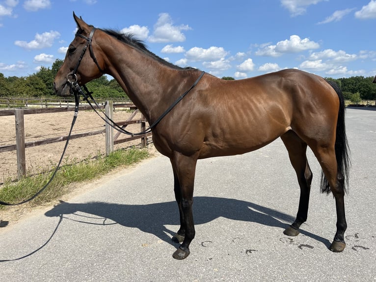 Pura sangre inglés Caballo castrado 6 años 163 cm Castaño oscuro in Visbek