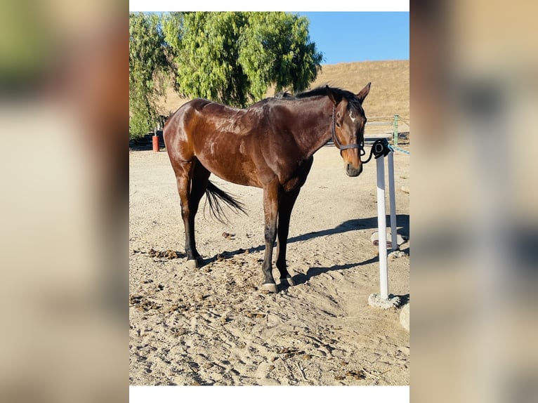 Pura sangre inglés Caballo castrado 6 años 163 cm Castaño rojizo in King City